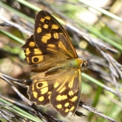 Heteronympha paradelpha at Acton, ACT - 17 Feb 2018