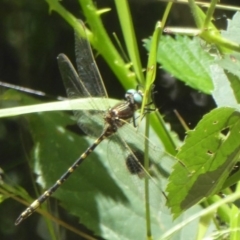 Synthemis eustalacta (Swamp Tigertail) at ANBG - 17 Feb 2018 by Christine