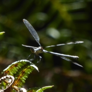 Austroargiolestes icteromelas at Acton, ACT - 17 Feb 2018