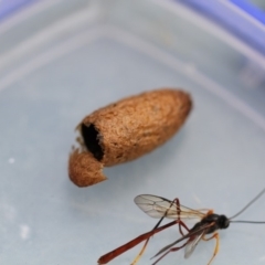 Heteropelma scaposum (Two-toned caterpillar parasite wasp) at Higgins, ACT - 19 Feb 2018 by AlisonMilton