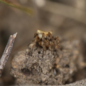 Socca pustulosa at Higgins, ACT - 19 Dec 2017 01:37 PM