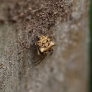 Socca pustulosa at Higgins, ACT - 19 Dec 2017 01:37 PM