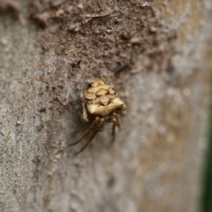 Socca pustulosa at Higgins, ACT - 19 Dec 2017 01:37 PM