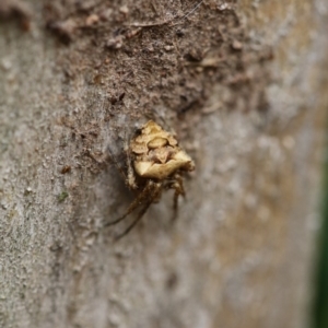 Socca pustulosa at Higgins, ACT - 19 Dec 2017 01:37 PM