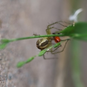 Oxyopes sp. (genus) at Higgins, ACT - 19 Dec 2017