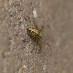 Oxyopes sp. (genus) at Higgins, ACT - 19 Dec 2017