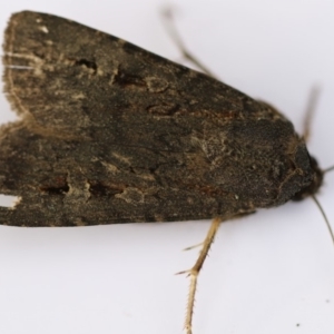 Agrotis infusa at Higgins, ACT - 19 Dec 2017