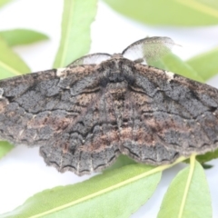 Pholodes sinistraria (Sinister or Frilled Bark Moth) at Higgins, ACT - 30 Jan 2018 by AlisonMilton