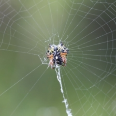 Austracantha minax (Christmas Spider, Jewel Spider) at Canberra Central, ACT - 7 Jan 2018 by Alison Milton