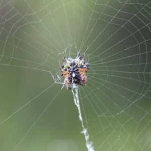 Austracantha minax at Canberra Central, ACT - 8 Jan 2018