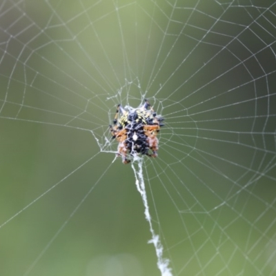 Austracantha minax (Christmas Spider, Jewel Spider) at Canberra Central, ACT - 8 Jan 2018 by AlisonMilton