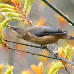 Acanthorhynchus tenuirostris (Eastern Spinebill) at Acton, ACT - 7 Jan 2018 by Alison Milton