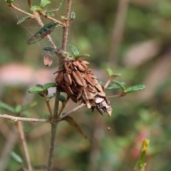 Hyalarcta huebneri (Leafy Case Moth) at ANBG - 7 Jan 2018 by Alison Milton