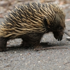 Tachyglossus aculeatus (Short-beaked Echidna) at Canberra Central, ACT - 8 Jan 2018 by AlisonMilton