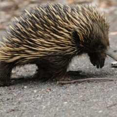 Tachyglossus aculeatus (Short-beaked Echidna) at ANBG - 8 Jan 2018 by AlisonMilton