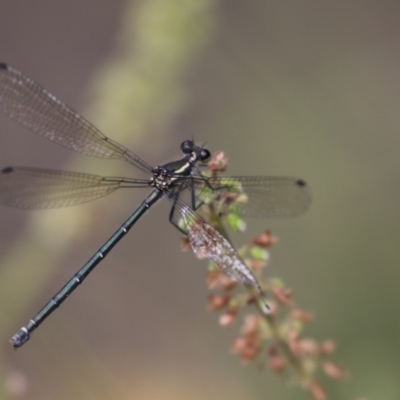 Austroargiolestes icteromelas (Common Flatwing) at Acton, ACT - 8 Jan 2018 by AlisonMilton