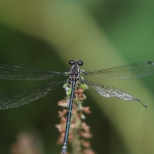 Austroargiolestes icteromelas at Acton, ACT - 8 Jan 2018