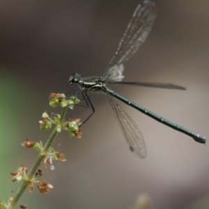 Austroargiolestes icteromelas at Acton, ACT - 8 Jan 2018 01:48 PM