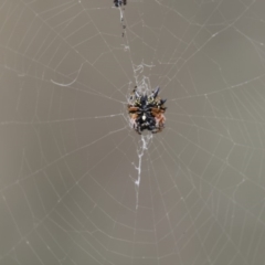 Austracantha minax (Christmas Spider, Jewel Spider) at Acton, ACT - 8 Jan 2018 by AlisonMilton