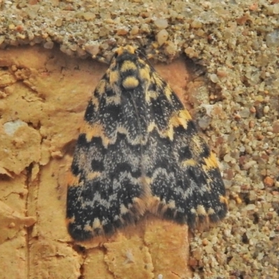 Halone coryphoea (Eastern Halone moth) at Wanniassa, ACT - 19 Feb 2018 by JohnBundock