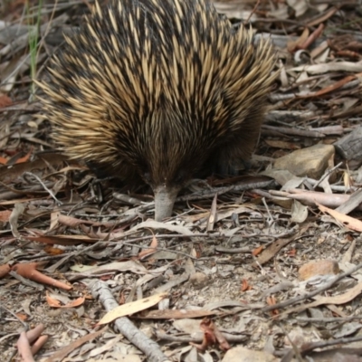 Tachyglossus aculeatus (Short-beaked Echidna) at Acton, ACT - 8 Jan 2018 by AlisonMilton