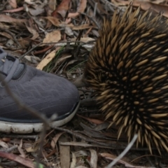 Tachyglossus aculeatus at Acton, ACT - 9 Jan 2018