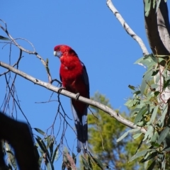 Platycercus elegans (Crimson Rosella) at Isaacs Ridge - 12 Feb 2018 by Mike