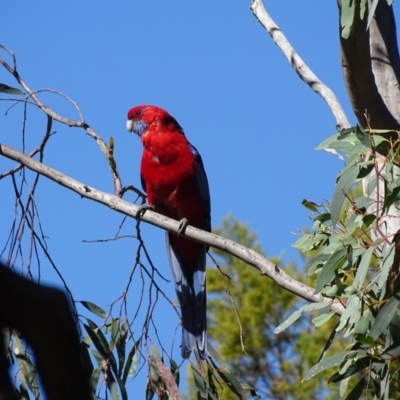 Platycercus elegans (Crimson Rosella) at Isaacs Ridge - 11 Feb 2018 by Mike