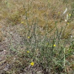 Chondrilla juncea (Skeleton Weed) at Isaacs Ridge - 12 Feb 2018 by Mike