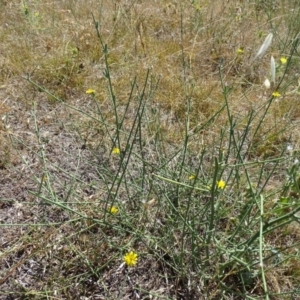 Chondrilla juncea at Isaacs Ridge - 12 Feb 2018 10:55 AM