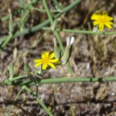 Chondrilla juncea at Isaacs Ridge - 12 Feb 2018 10:55 AM