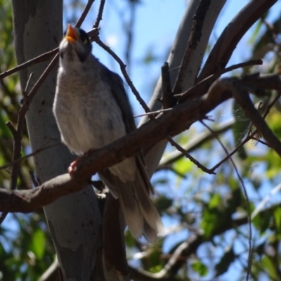 Manorina melanocephala (Noisy Miner) at Garran, ACT - 4 Feb 2018 by Mike