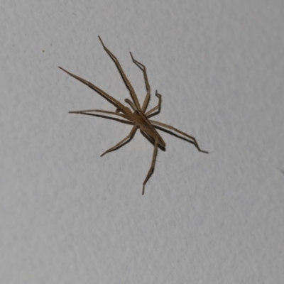 Miturgidae (family) (False wolf spider) at Higgins, ACT - 25 Jan 2018 by AlisonMilton