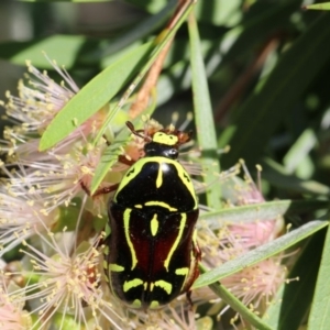 Eupoecila australasiae at Higgins, ACT - 30 Jan 2018