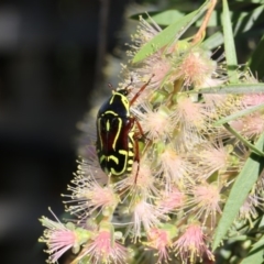 Eupoecila australasiae at Higgins, ACT - 30 Jan 2018