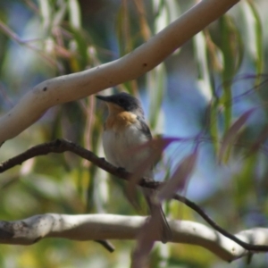 Myiagra rubecula at Aranda, ACT - 17 Feb 2018