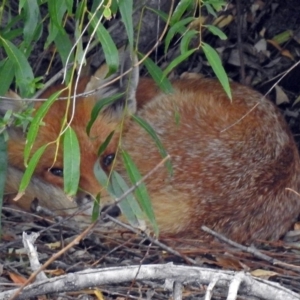 Vulpes vulpes at Fyshwick, ACT - 19 Feb 2018