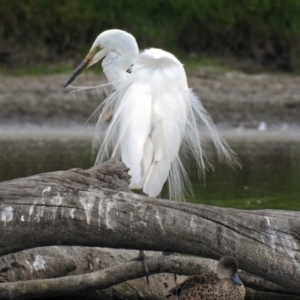 Ardea alba at Fyshwick, ACT - 19 Feb 2018