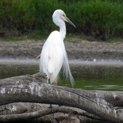 Ardea alba at Fyshwick, ACT - 19 Feb 2018 12:05 PM