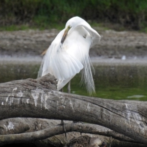 Ardea alba at Fyshwick, ACT - 19 Feb 2018