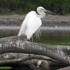 Ardea alba at Fyshwick, ACT - 19 Feb 2018