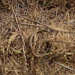 Delma impar (Striped Legless-lizard) at Symonston, ACT - 26 Oct 2017 by samreid007