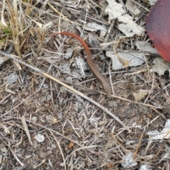 Morethia boulengeri (Boulenger's Skink) at Symonston, ACT - 19 Feb 2018 by nathkay