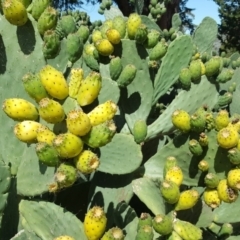 Opuntia ficus-indica (Indian Fig, Spineless Cactus) at Farrer, ACT - 20 Feb 2018 by Mike