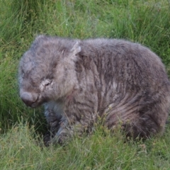 Vombatus ursinus (Common wombat, Bare-nosed Wombat) at Rob Roy Spring 2(F) - 3 Feb 2018 by michaelb