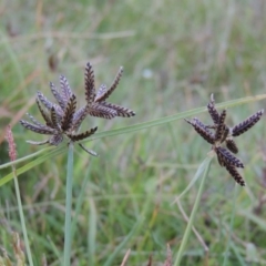 Cyperus sanguinolentus (A Sedge) at Conder, ACT - 3 Feb 2018 by michaelb