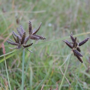 Cyperus sanguinolentus at Conder, ACT - 3 Feb 2018