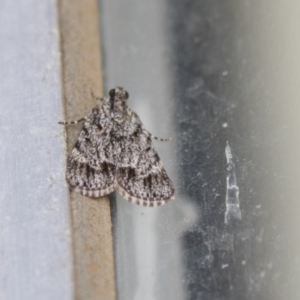 Spectrotrota fimbrialis at Higgins, ACT - 20 Feb 2018 09:30 AM