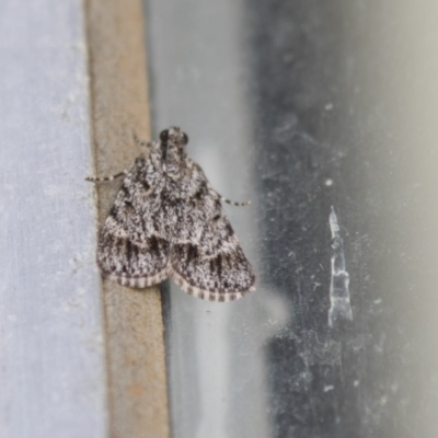 Spectrotrota fimbrialis (A Pyralid moth) at Higgins, ACT - 20 Feb 2018 by AlisonMilton