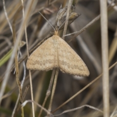 Scopula rubraria (Reddish Wave, Plantain Moth) at Hawker, ACT - 20 Feb 2018 by AlisonMilton